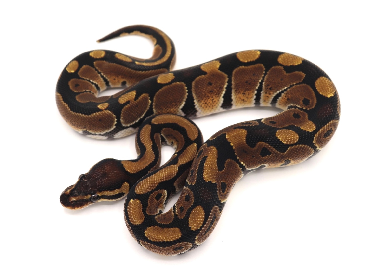DH DG Puzzle Ball Python by Aesthetic Selection Reptiles - MorphMarket