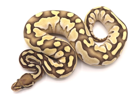 Lesser DG Het. Clown Ball Python by Aesthetic Selection Reptiles