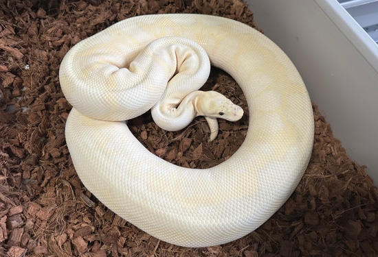 Pastel Highway Clown Ball Python by Aesthetic Selection Reptiles