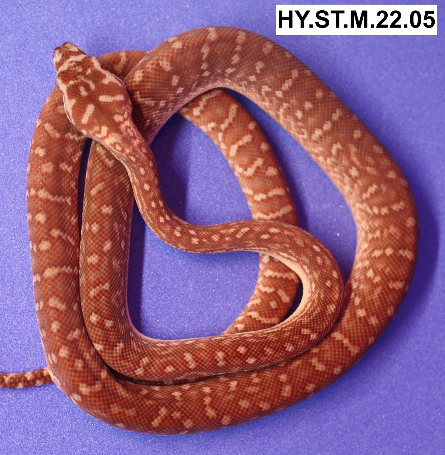 Hypo Visual Stonewashed Bredls Pythons Centralian Carpet Python by