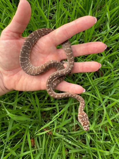 2023 100% Het Stonewash - Female Centralian Carpet Python by Archon ...