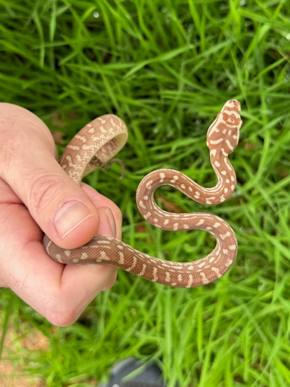 2023 Hypo 100% Het Stonewash - Female Centralian Carpet Python by ...
