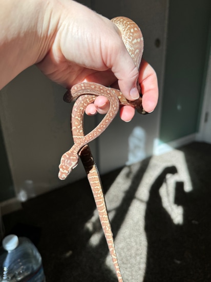 Visual Stonewash Bredli Centralian Carpet Python by Archon Reptiles