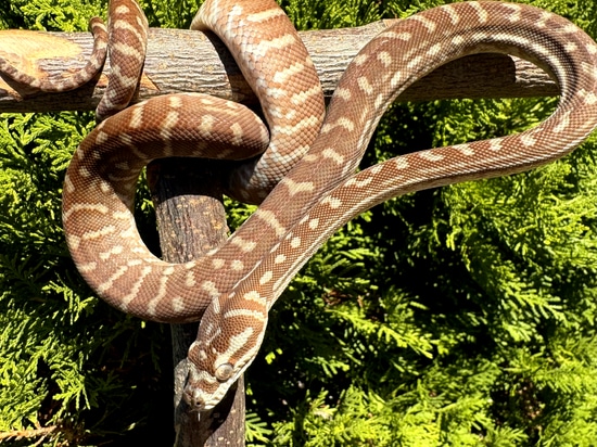 Hypo 100% Het Stonewash Centralian Carpet Python by Archon Reptiles