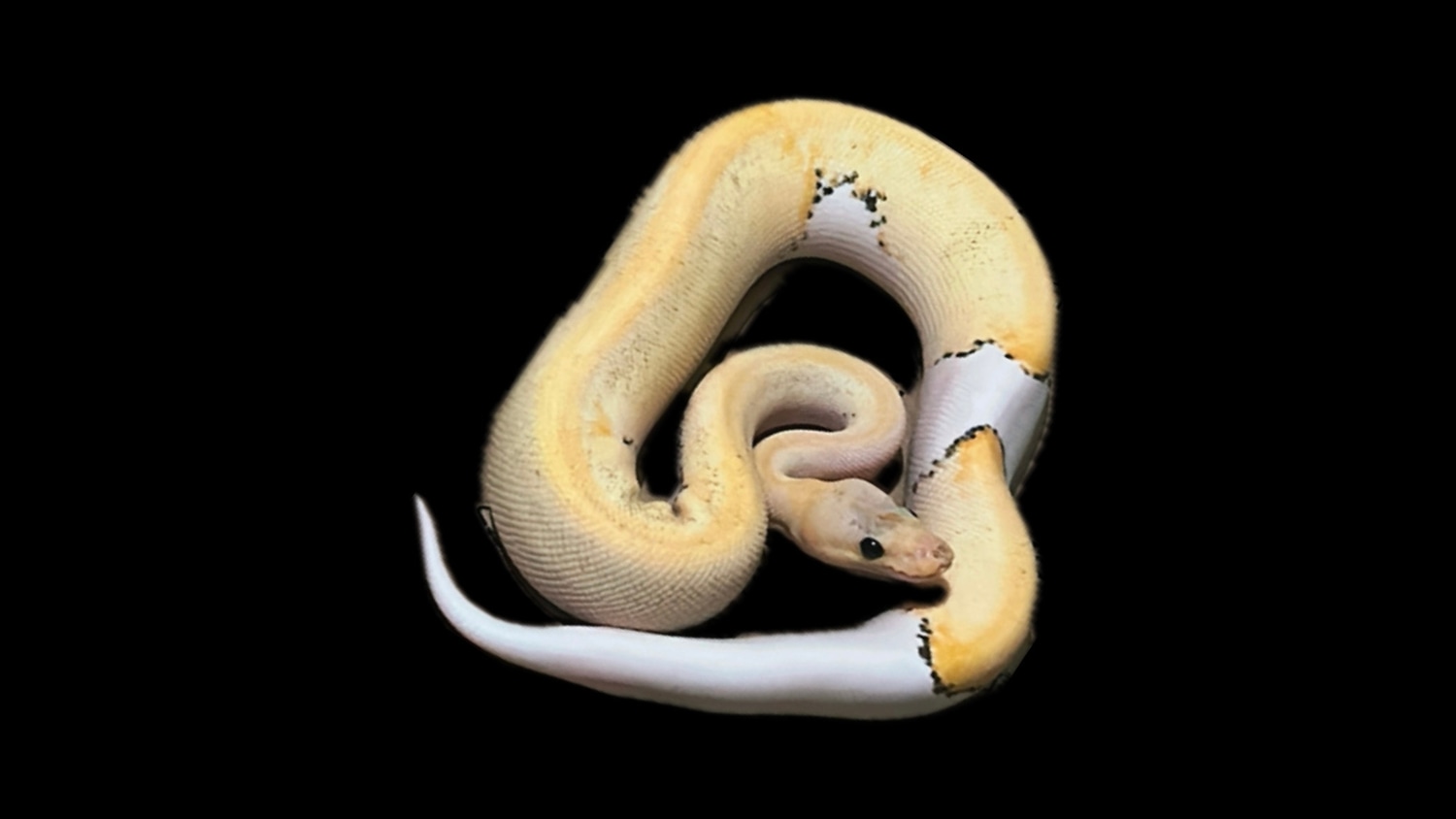 Multi Gene Ball Python 2025 Multi-Gene Ball Python – Het Pied | 50% Het Lavender Albino
