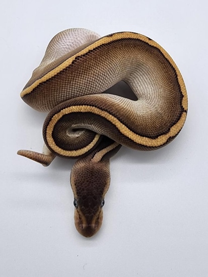Frantz Python Cypress Redstripe Mojave Black Pastel Poss Fire Ball Python by Top ...