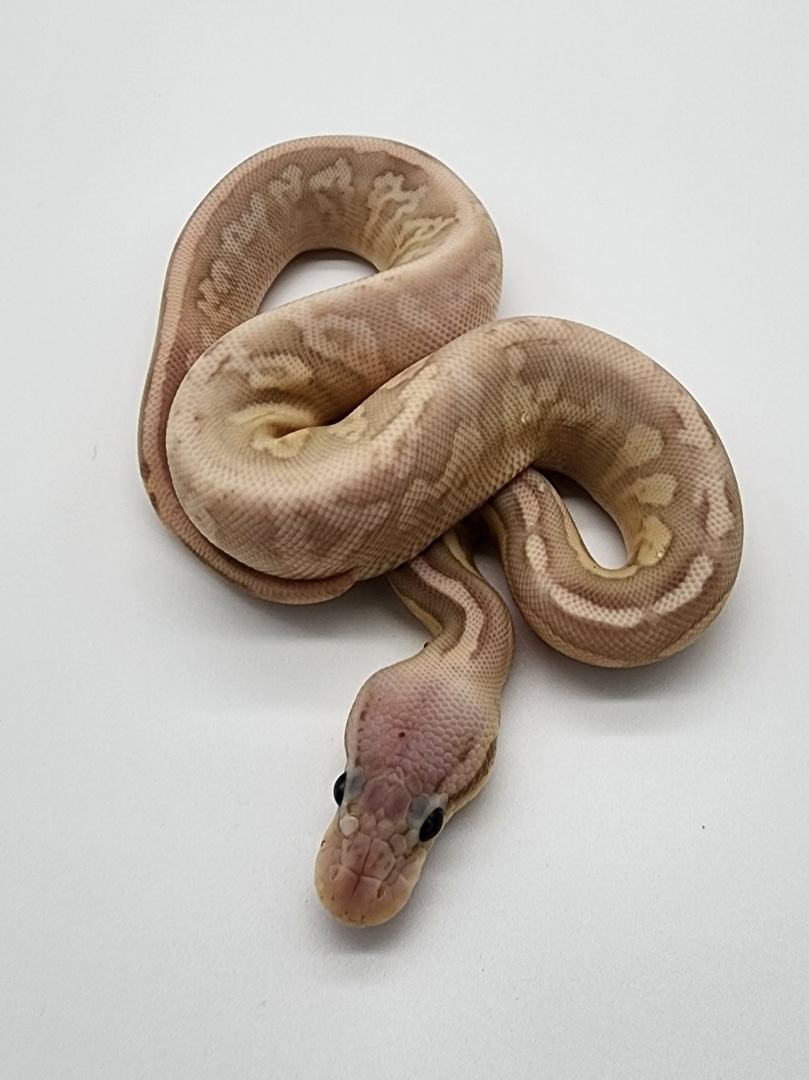 Banana Cinnamon Pastel Disco/Fire Ball Python by Top Notch Morphs
