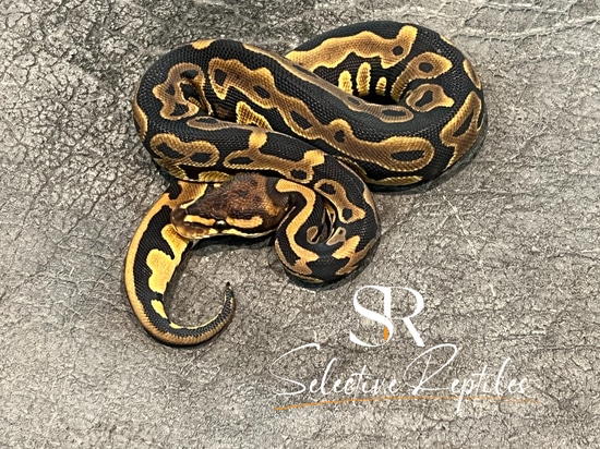 Arroyo Leopard Het Clown Ball Python by Selective Reptiles