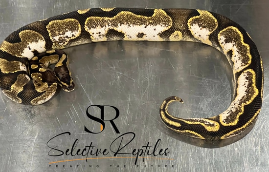 Calico Ball Python by Selective Reptiles