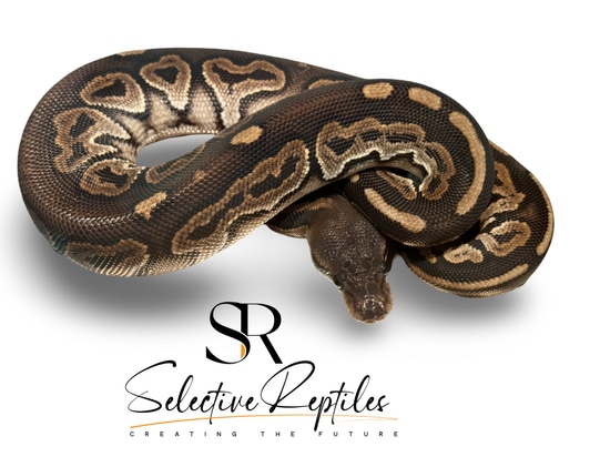 Huffen Ball Python Black Pastel Huffman Ball Python by Selective Reptiles
