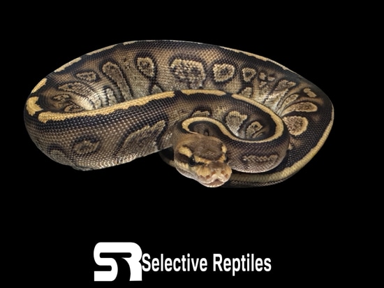 Stranger Fire Ball Python by Selective Reptiles