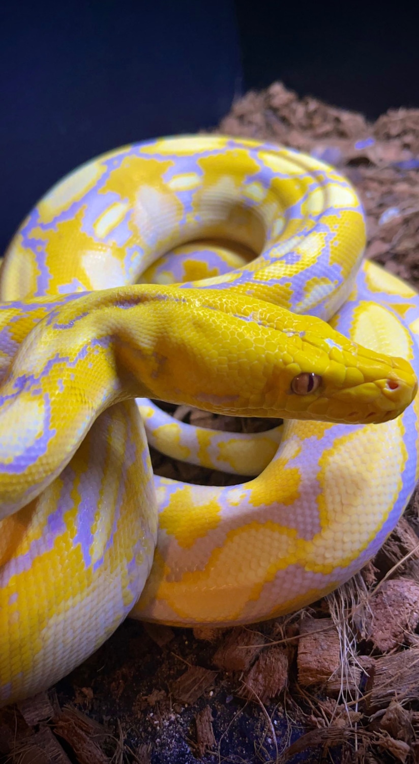 Lavender Albino HOGS Reticulated Python by Ok exotics - MorphMarket