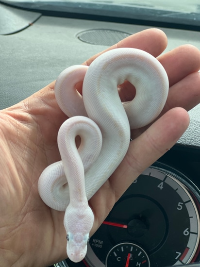 White Diamond Ball Python by Crayola Creations