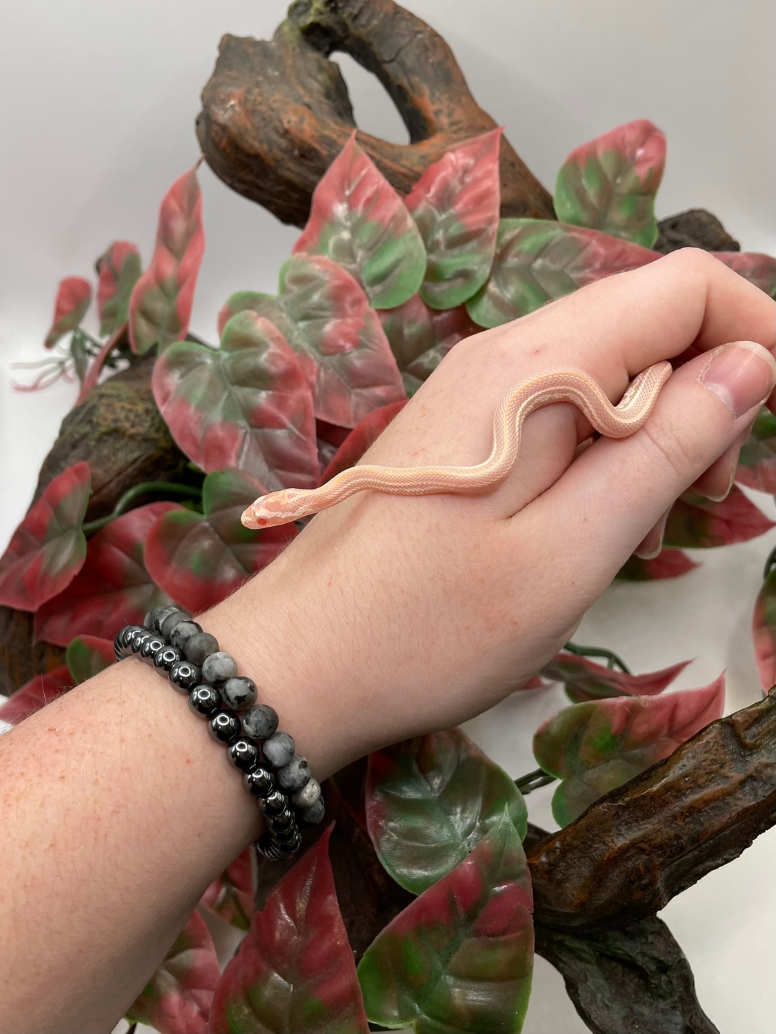 Tessera Pink Coral Snow Corn Snake by Agocs Exotics - MorphMarket