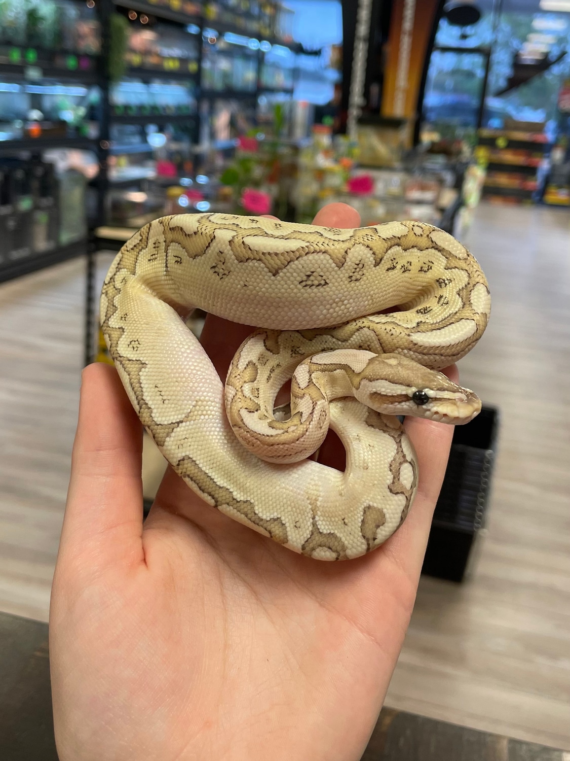 Bamboo Fire Enchi Ball Python by Agocs Exotics - MorphMarket