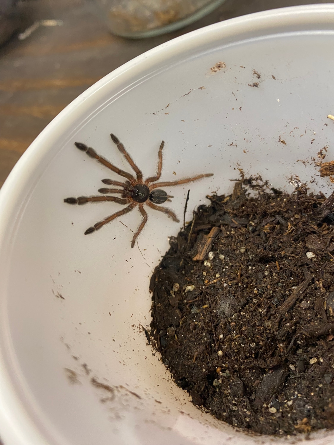 Tapinauchenius Plumipes (Trinidad Mahogany Tree Spider) Tarantula by Agocs Exotics MorphMarket