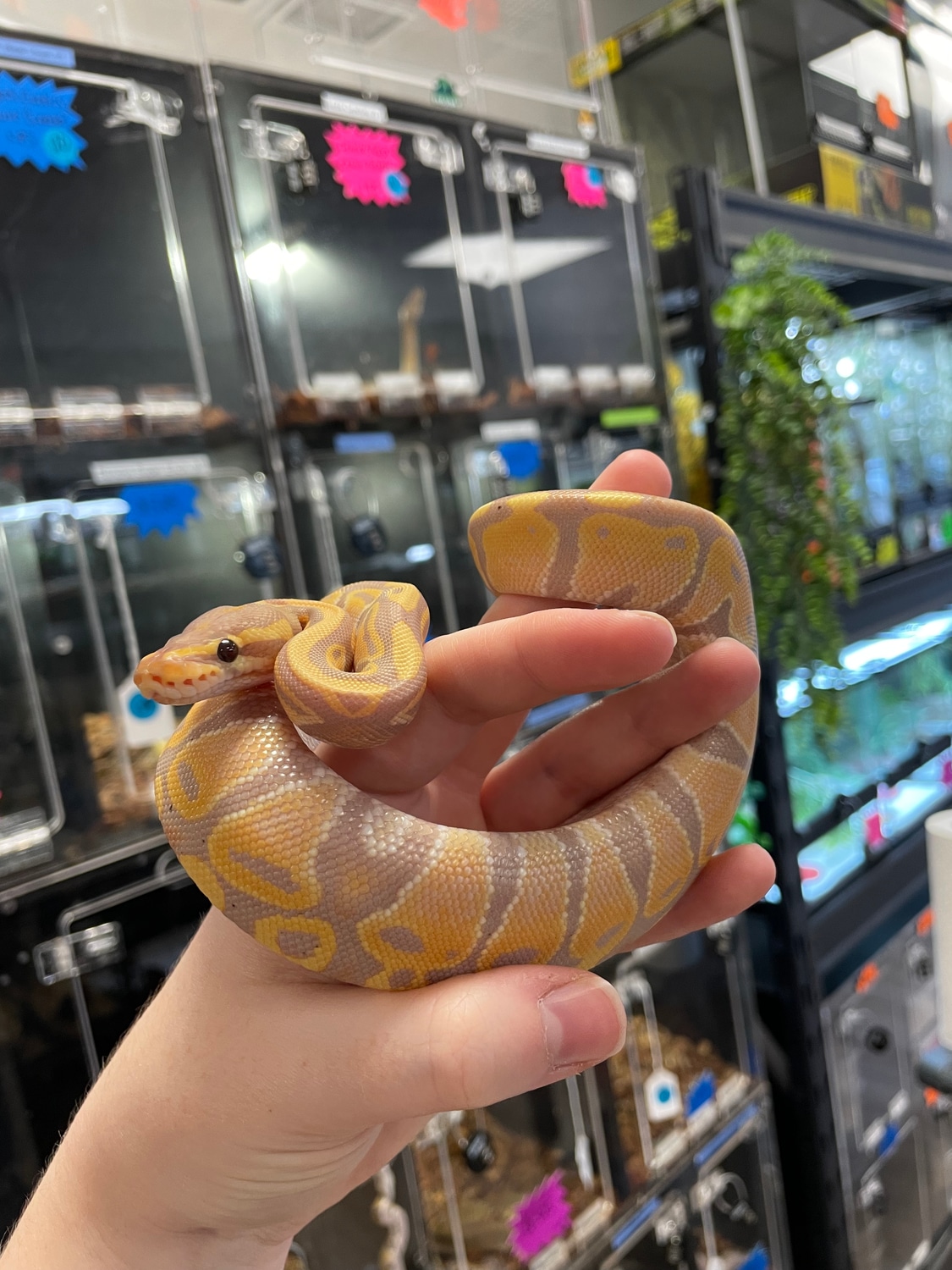 Banana Ball Python by Agocs Exotics - MorphMarket