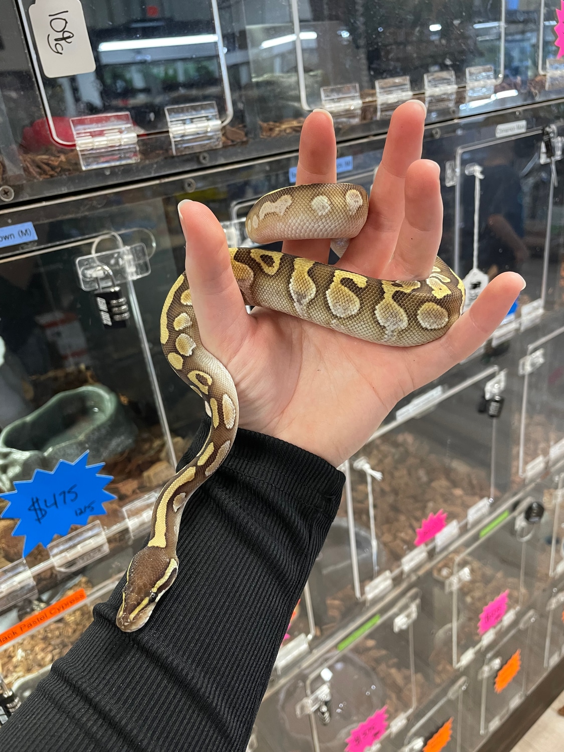 Butter Yellow Belly Sugar Ball Python by Agocs Exotics MorphMarket