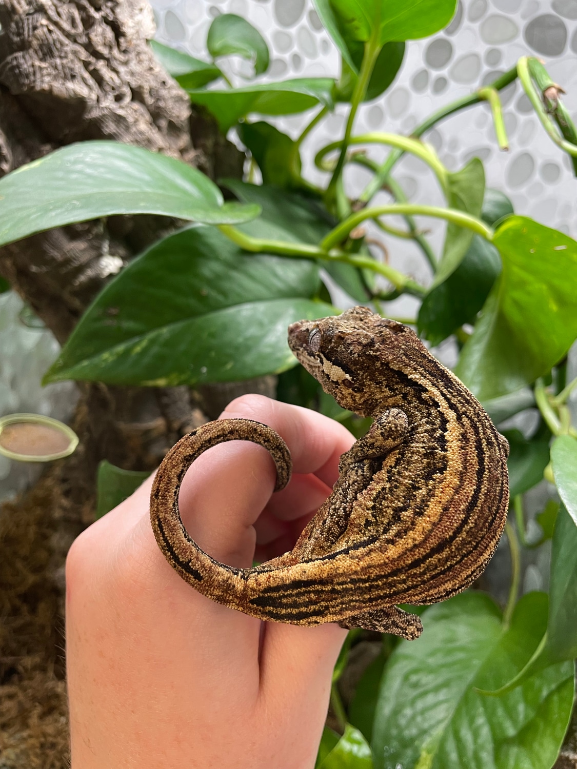 Red Base Yellow Stripe Gargoyle Gecko by Agocs Exotics - MorphMarket