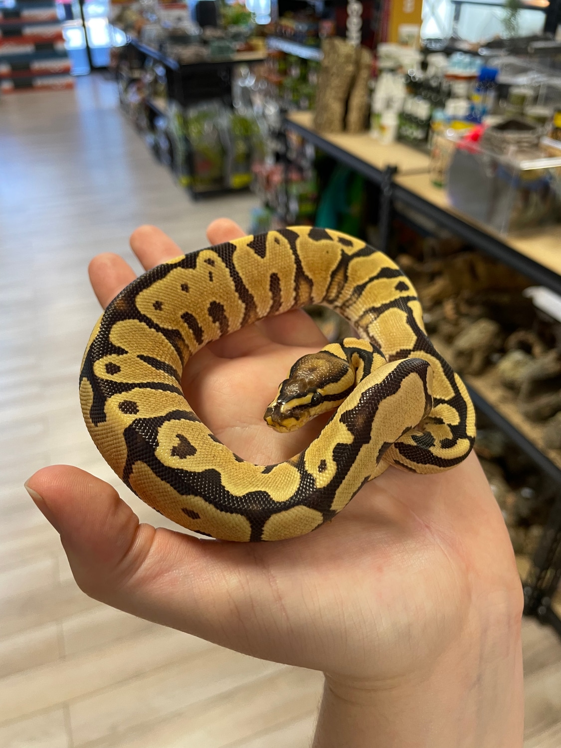 Vanilla Yellow Belly Ball Python by Agocs Exotics - MorphMarket