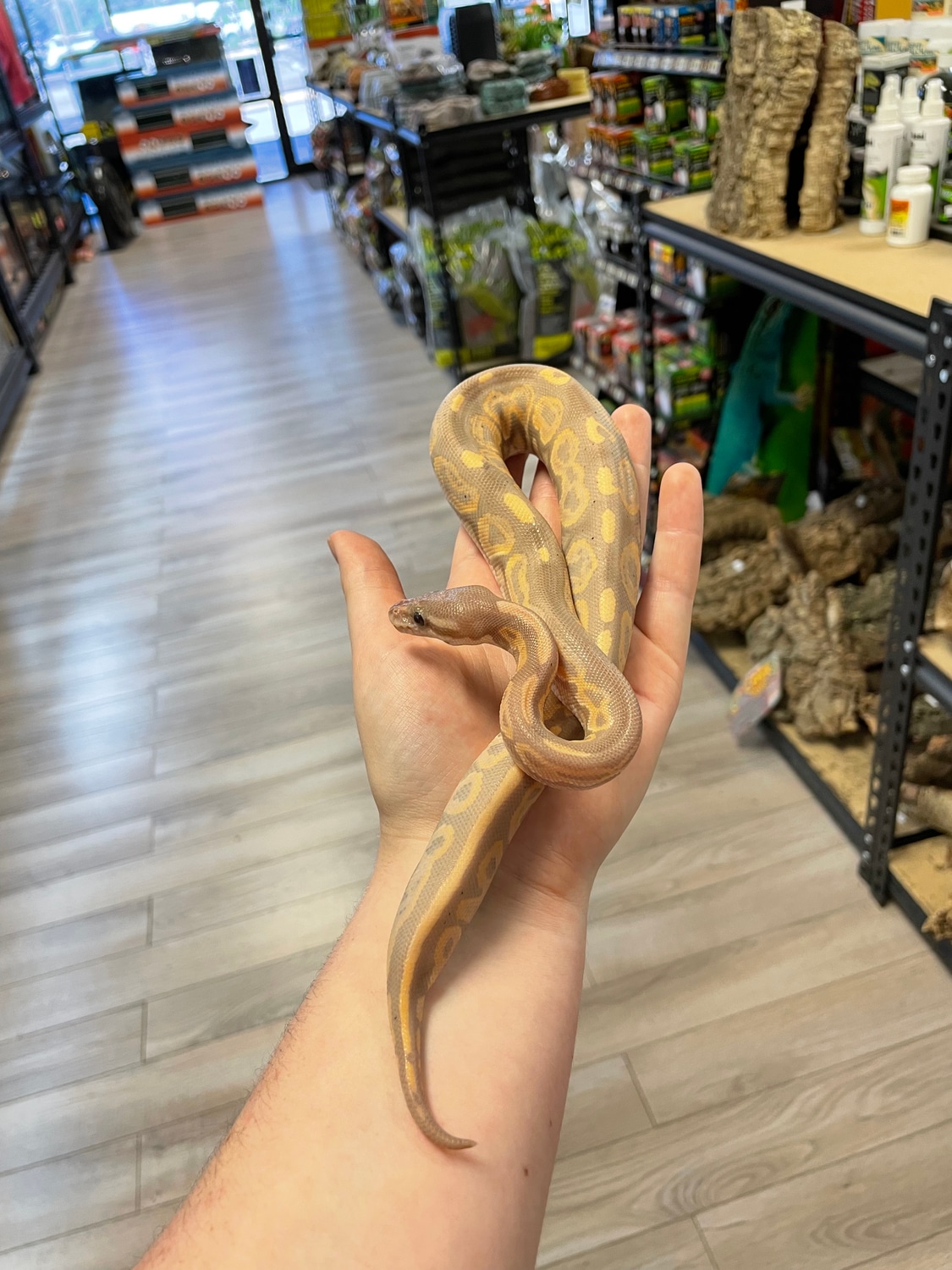 Banana Cinnamon Ball Python by Agocs Exotics MorphMarket