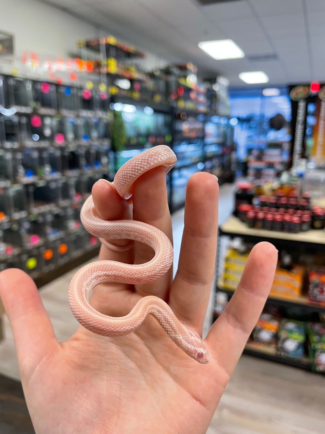 Tessera Pink Coral Snow Corn Snake by Agocs Exotics MorphMarket