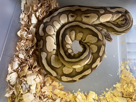 Het Desert Ghost Pastel Lesser Specter Ball Python by Griffey Exotics