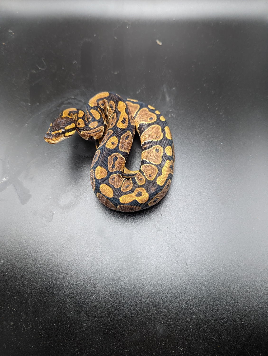 66% Dh Caramel Albino Pied Ball Python by A&P Exotic's - MorphMarket