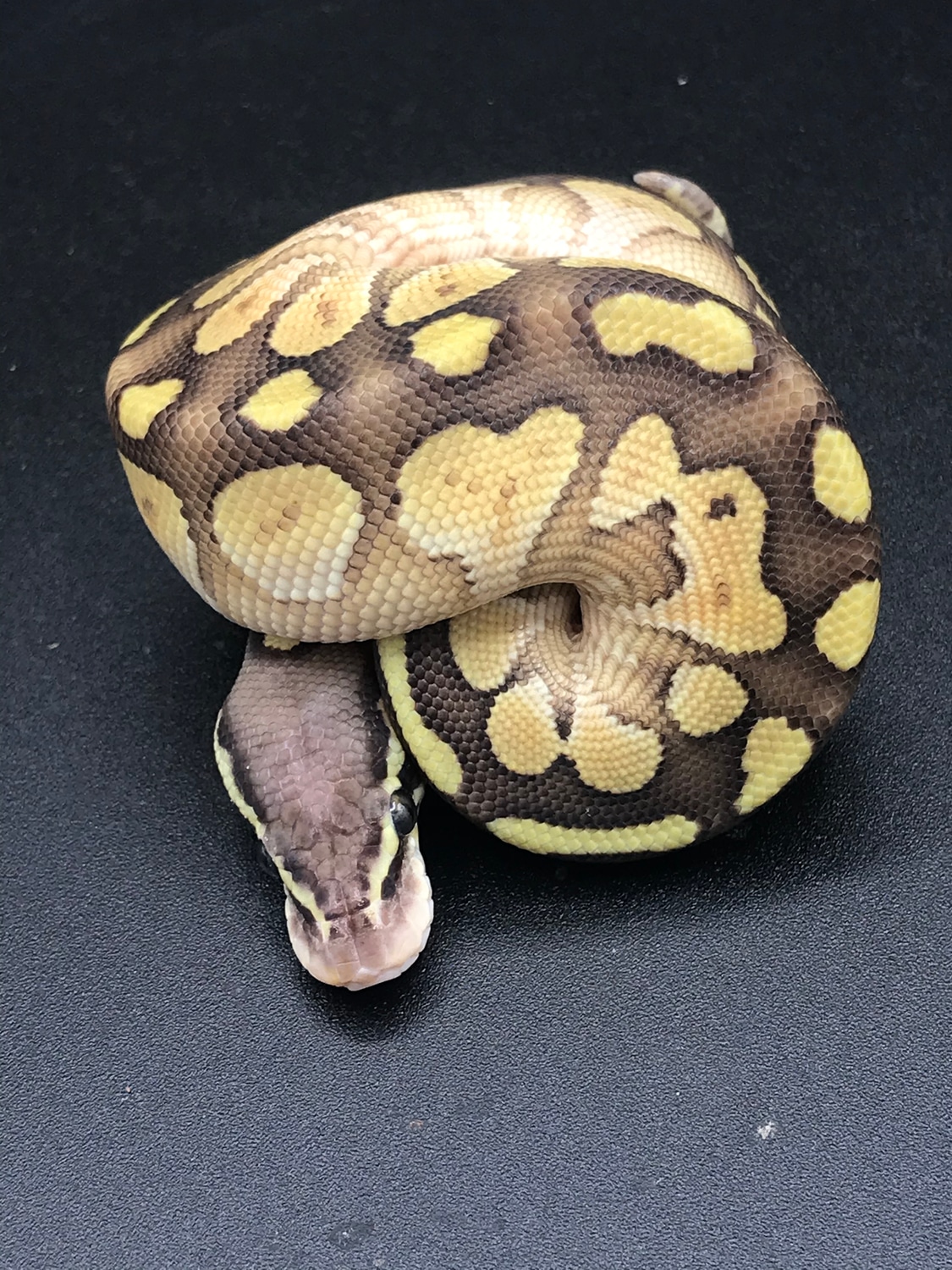 Lesser Pastel Ball Python by Handful Of Balls - MorphMarket