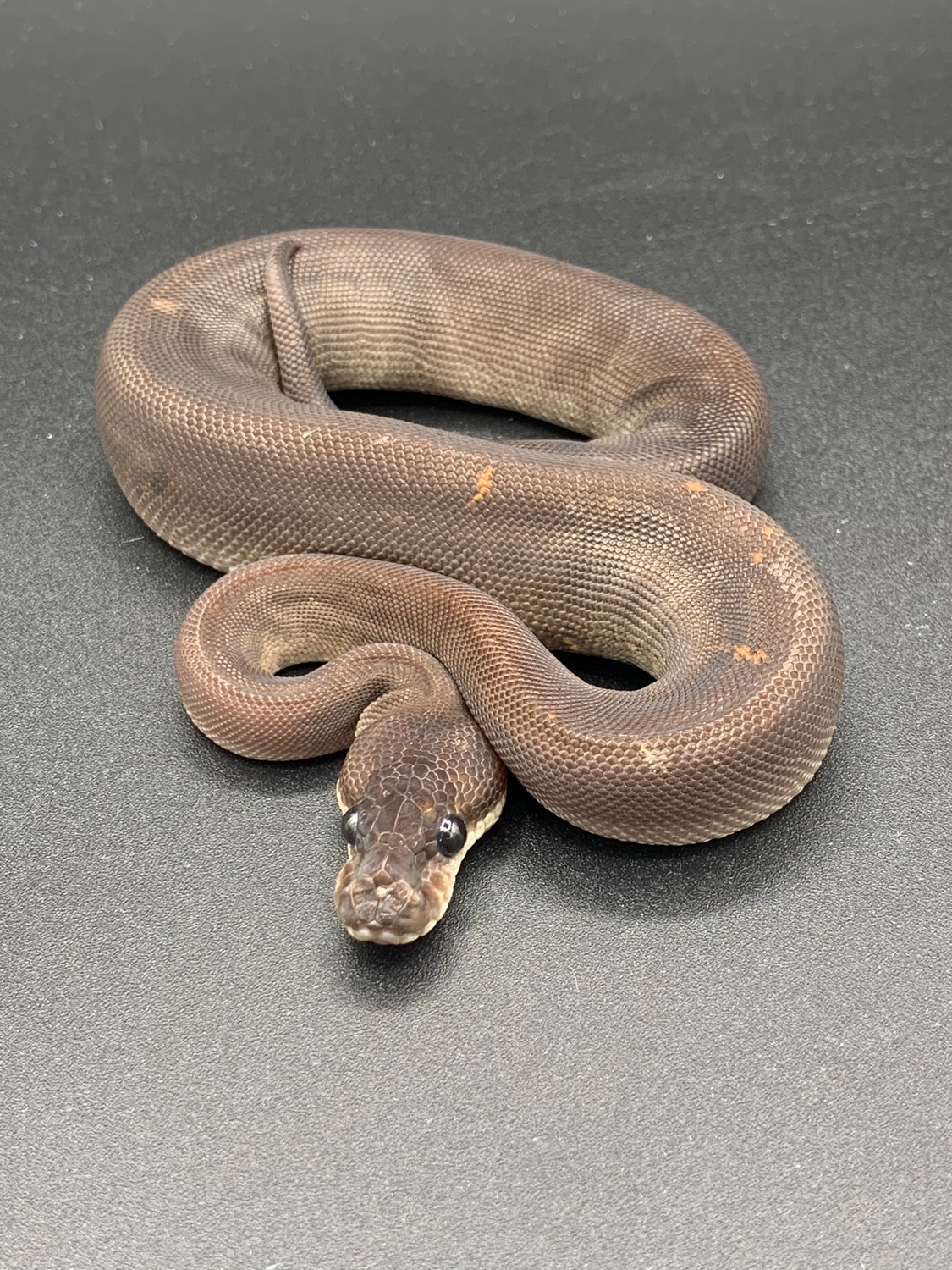 Super Cinnamon Ball Python by Handful Of Balls - MorphMarket
