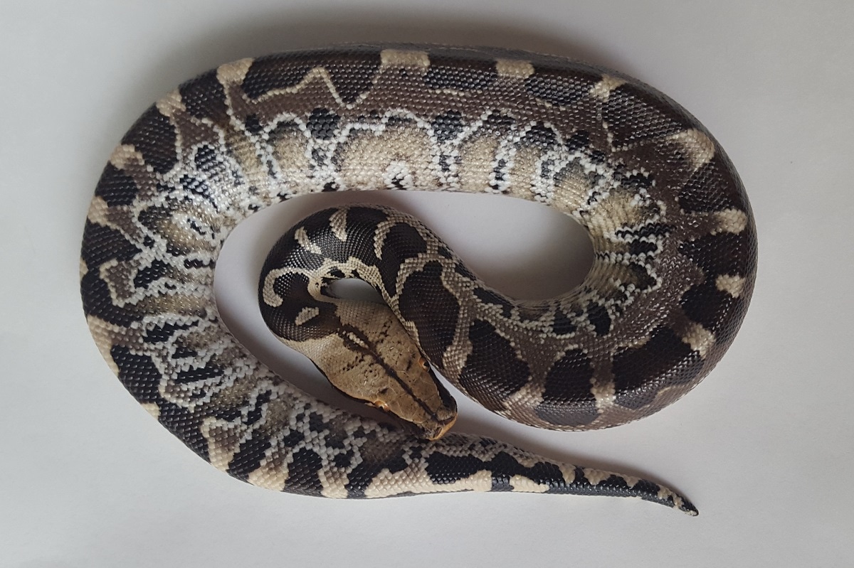 Sumatran Short-tailed Python by April Homich - MorphMarket