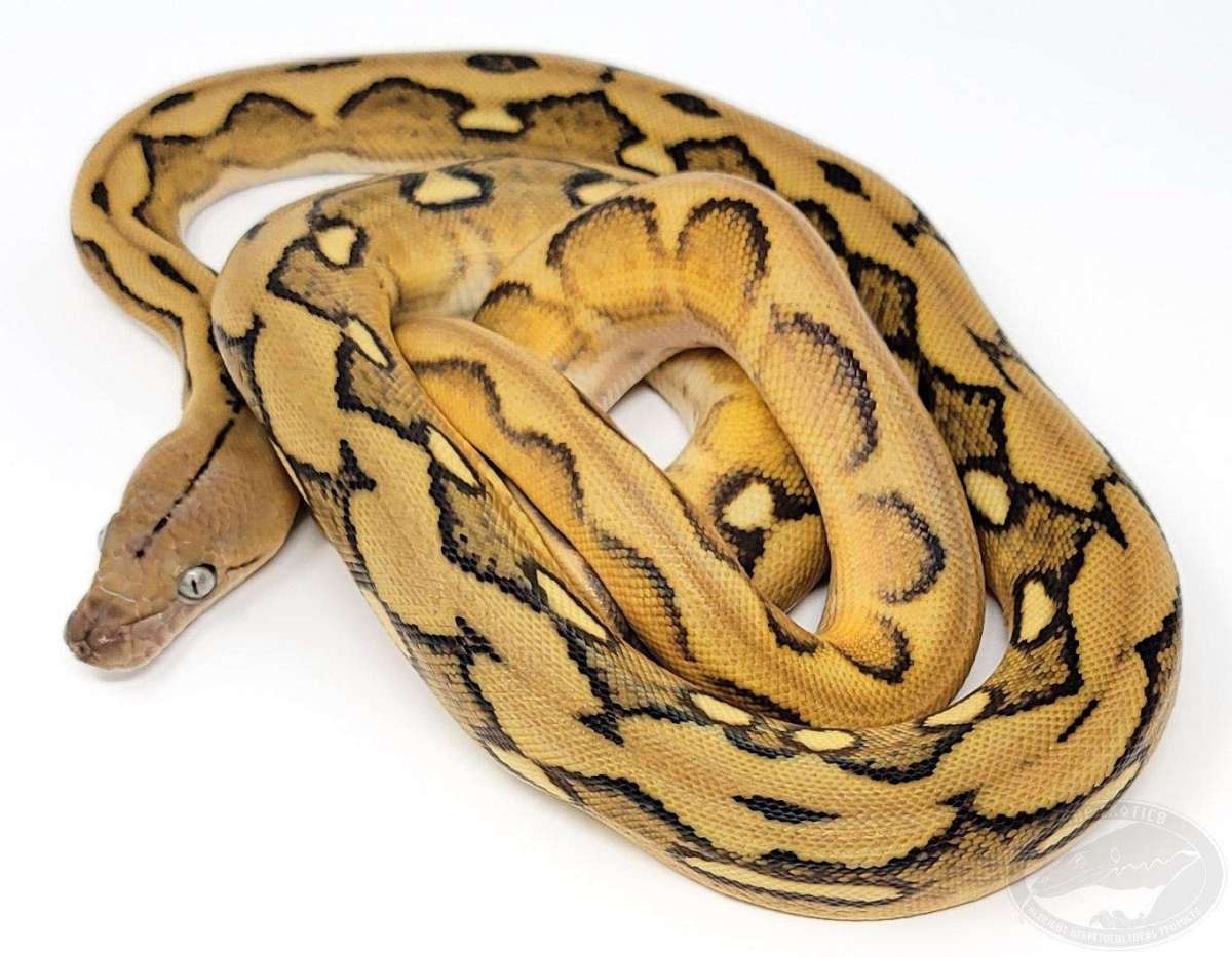 Suntiger Het Purple Reticulated Python by AHP Exotics - MorphMarket