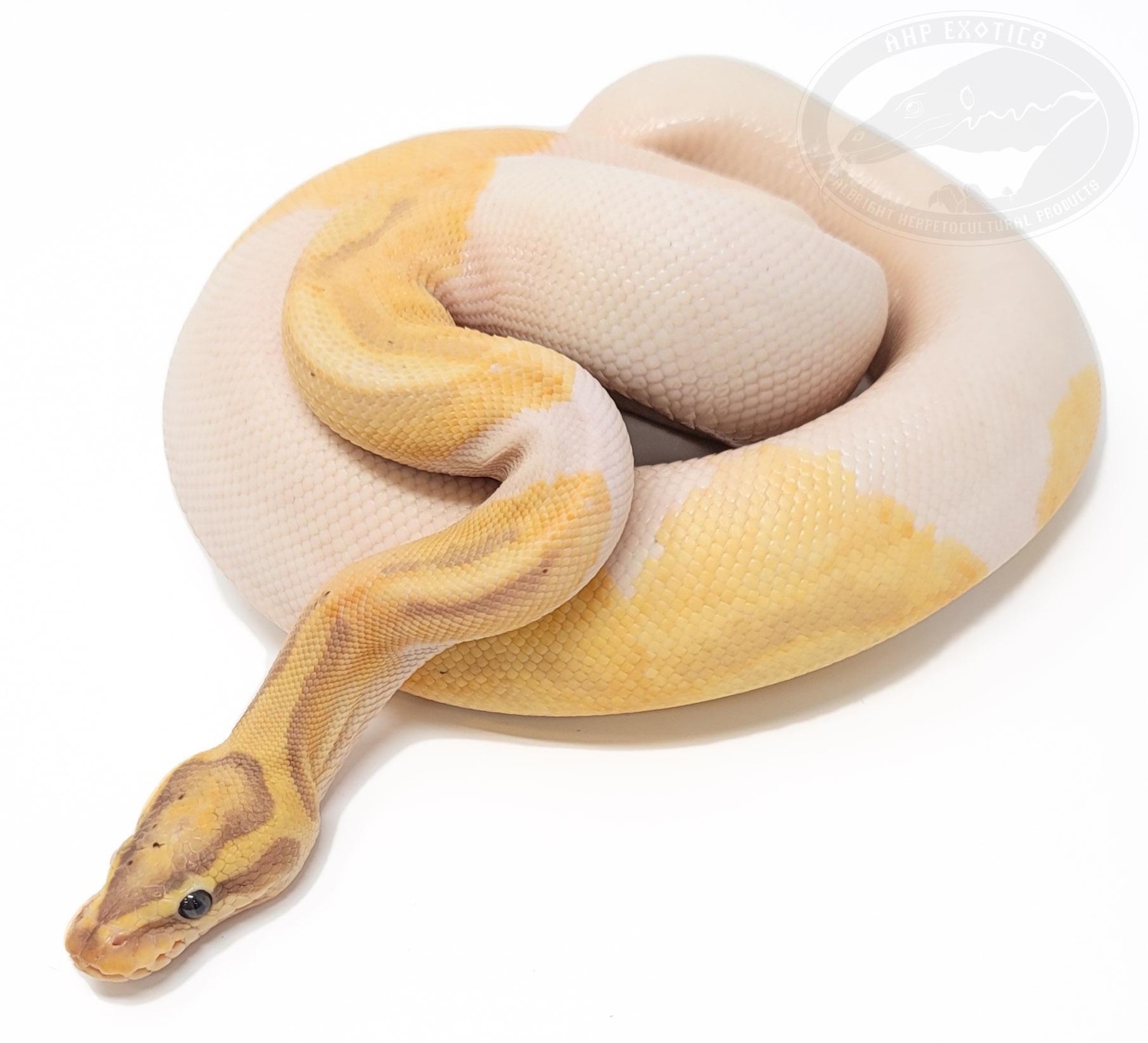 Banana Pied Pos. OD Ball Python by AHP Exotics MorphMarket