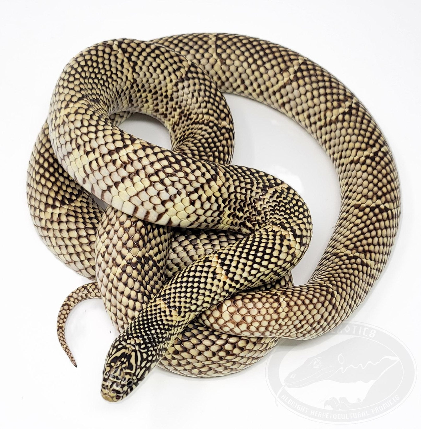 King Brooks' Kingsnake by AHP Exotics MorphMarket