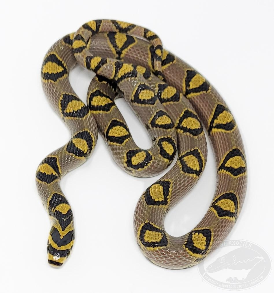 - Krumke Sichuan Mandarin Rat Snake by AHP Exotics - MorphMarket
