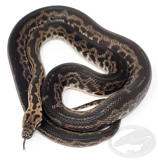 Striped Spotted Python by AHP Exotics
