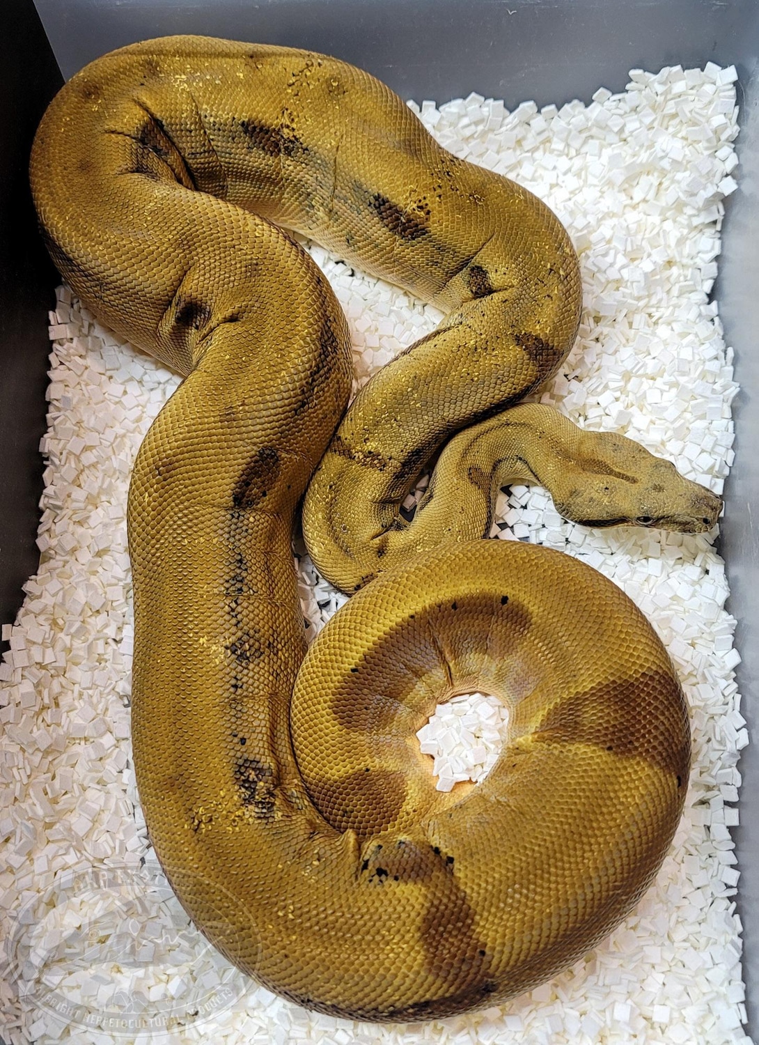 Hypo Jungle Boa Constrictor by AHP Exotics - MorphMarket