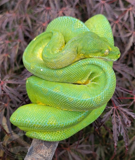 Mixed Locality Green Tree Python by AHP Exotics