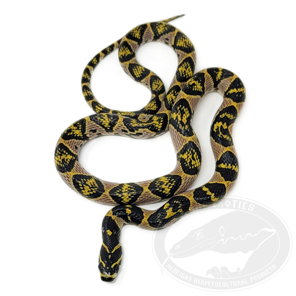 High Red Mandarin Rat Snake by AHP Exotics - MorphMarket
