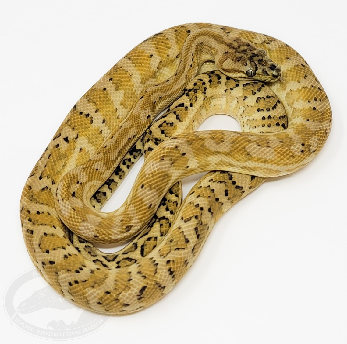 Super Caramel Coastal Coastal Carpet Python by AHP Exotics - MorphMarket