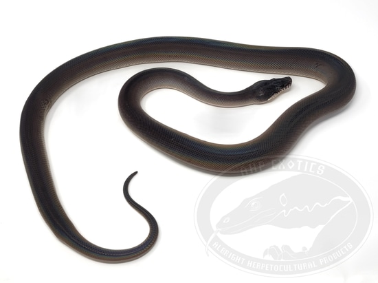 Southern White Lip White-Lipped Python by AHP Exotics