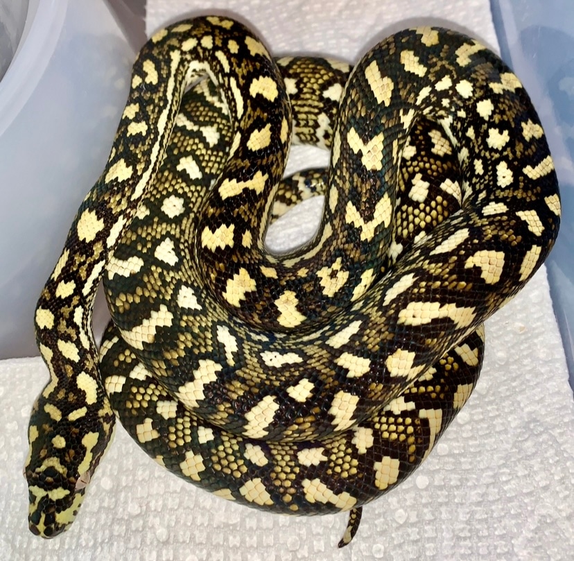 Cross Diamond Carpet Python by Blue Mountain Pythons - MorphMarket