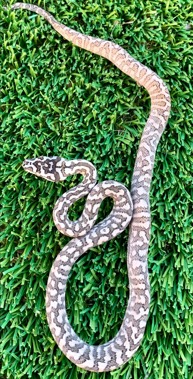 Zebra Jaguar Diamond Carpet Python by Blue Mountain Pythons - MorphMarket