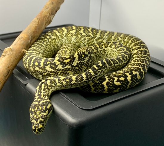 Diamond ZEBRA Diamond Carpet Python by Blue Mountain Pythons