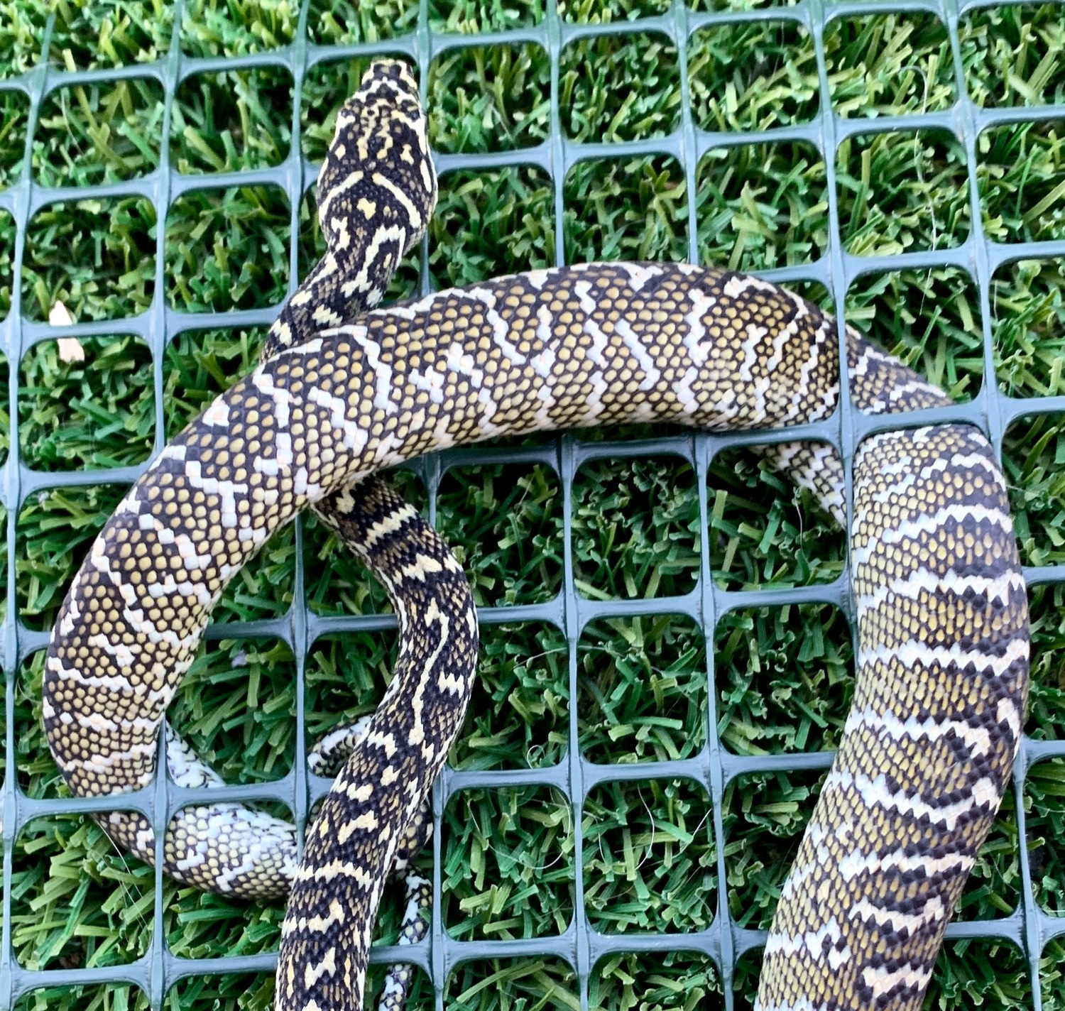 💎 Zebra Other Carpet Python by Blue Mountain Pythons - MorphMarket