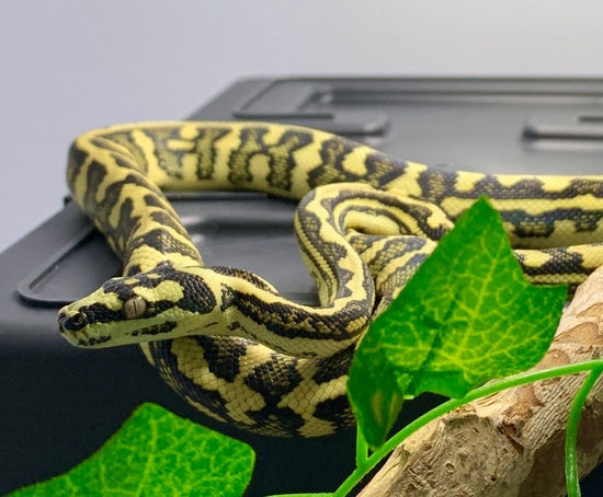 Diamond Jaguar Other Carpet Python by Blue Mountain Pythons