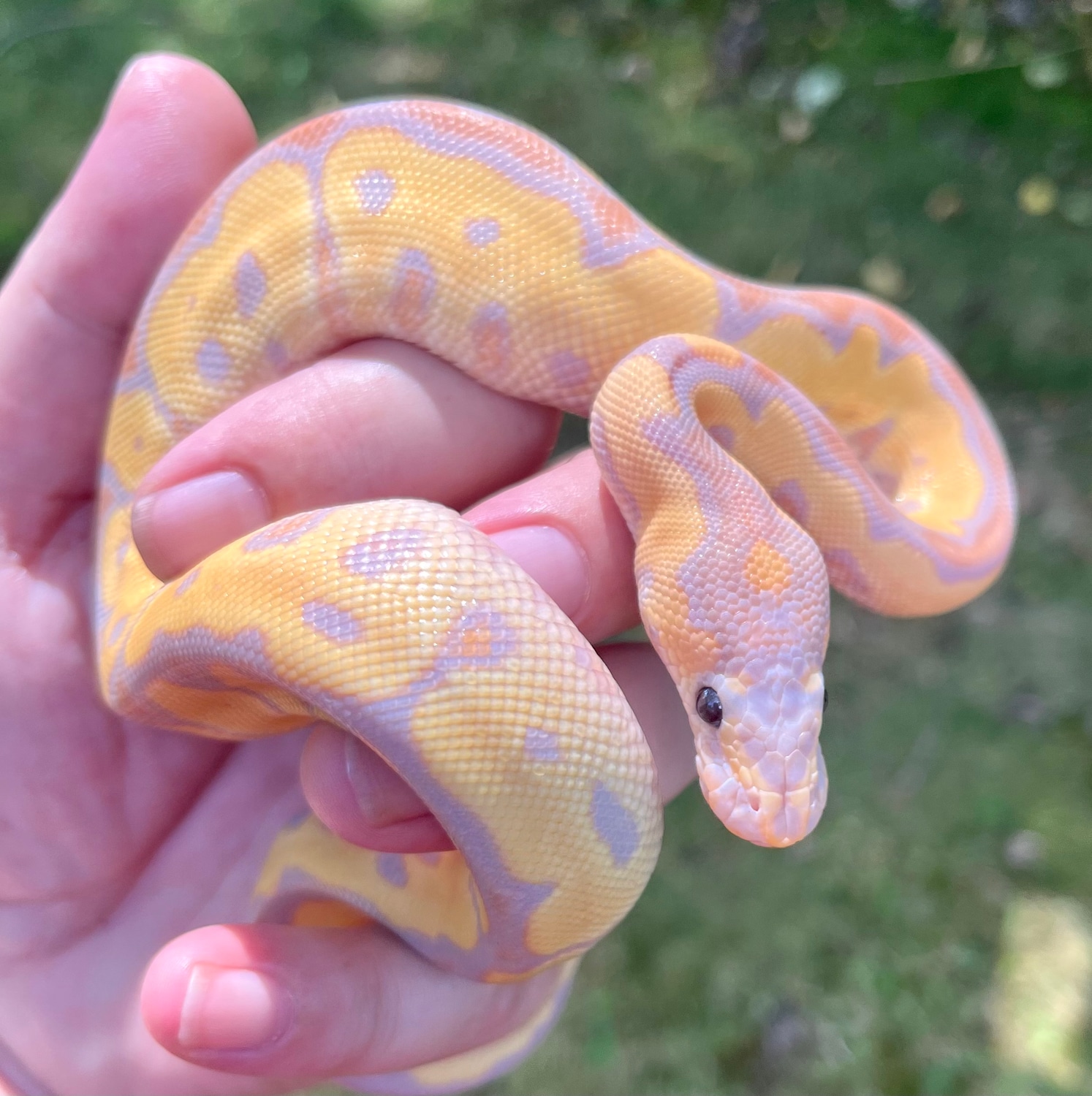 Banana Clown Ball Python by Nothing But Balls MorphMarket