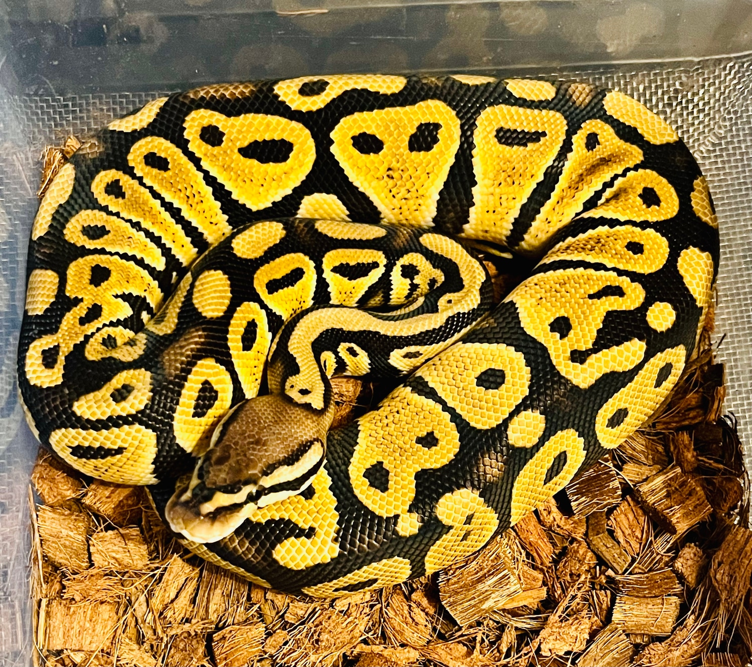 Pastel 100 Het Clown Female Ball Python By Nothing But Balls MorphMarket pastel-100-het-clown-female-ball-python-by-nothing-but-balls-morphmarket