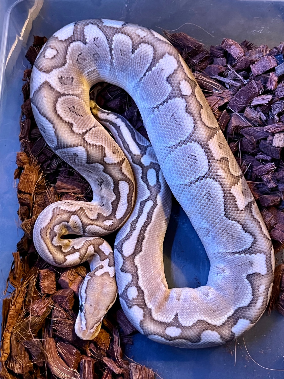 Pastel Bamboo 50% Het Ultramel Ball Python by Nothing But Balls ...