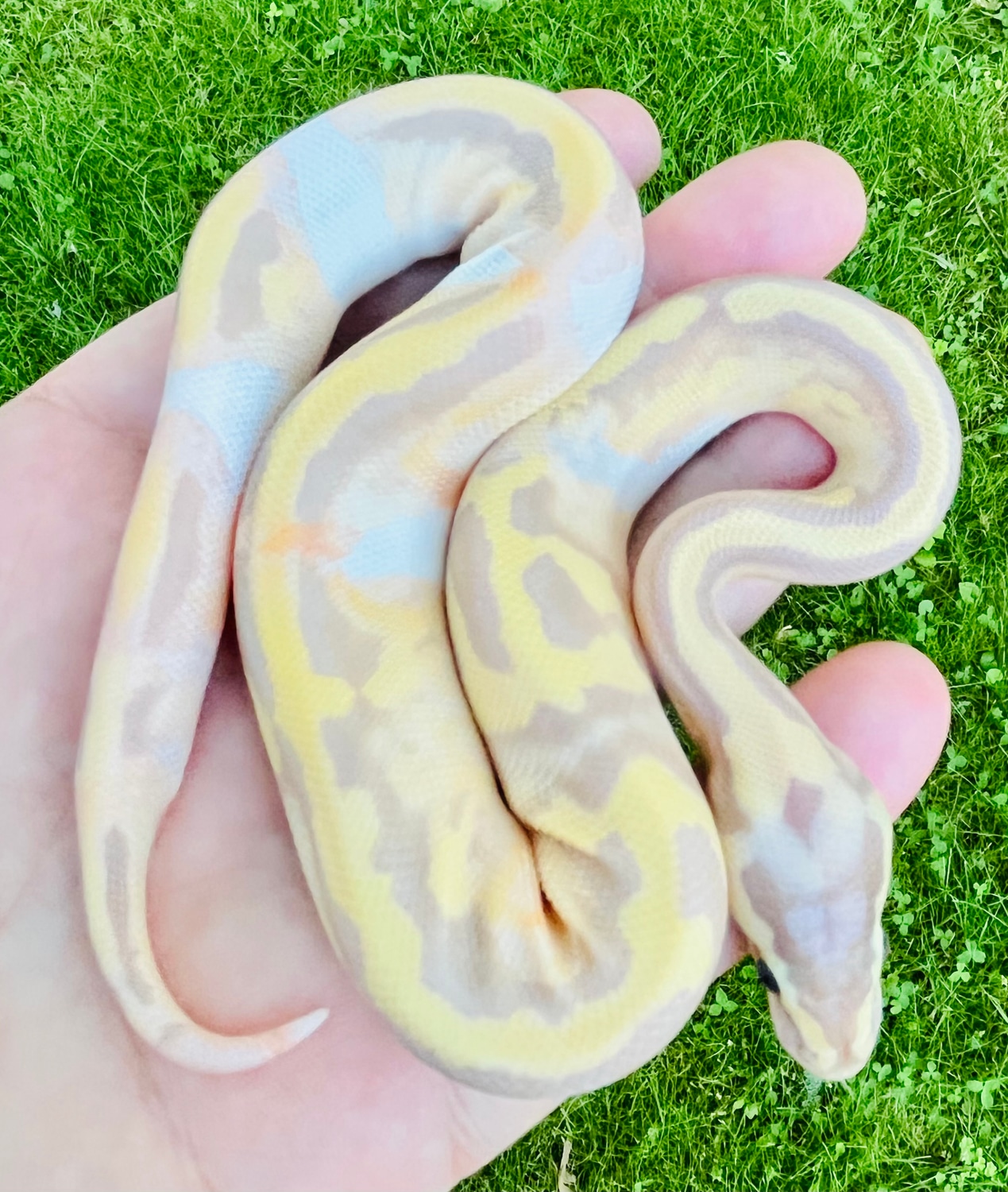Pastel Banana Piebald Ball Python by Nothing But Balls - MorphMarket
